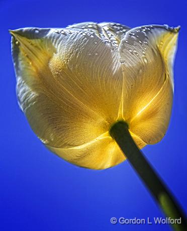 Lowdown Tulip_09711-2.jpg - Photographed at Smiths Falls, Ontario, Canada.